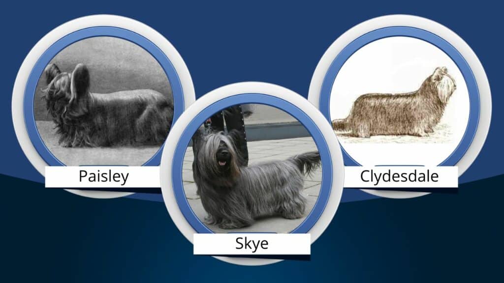 Breeds that made up the Yorkshire Terrier including the Paisley Terrier, Clydesdale Terrier, and Skye Terrier.