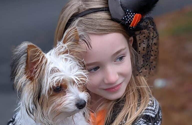 Parti Yorkie puppy being held by a girl.