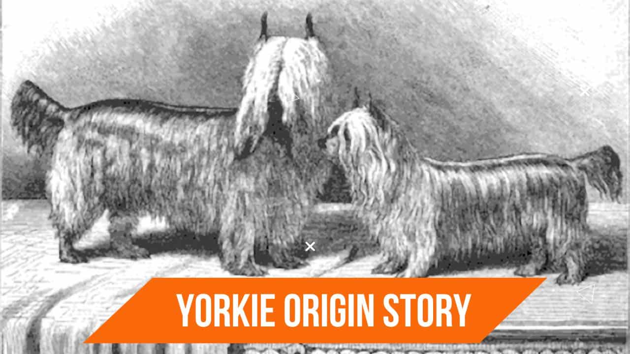 The Yorkie Origin Story shows Huddersfield Ben and Katie, two of the first known Yorkshire Terriers.
