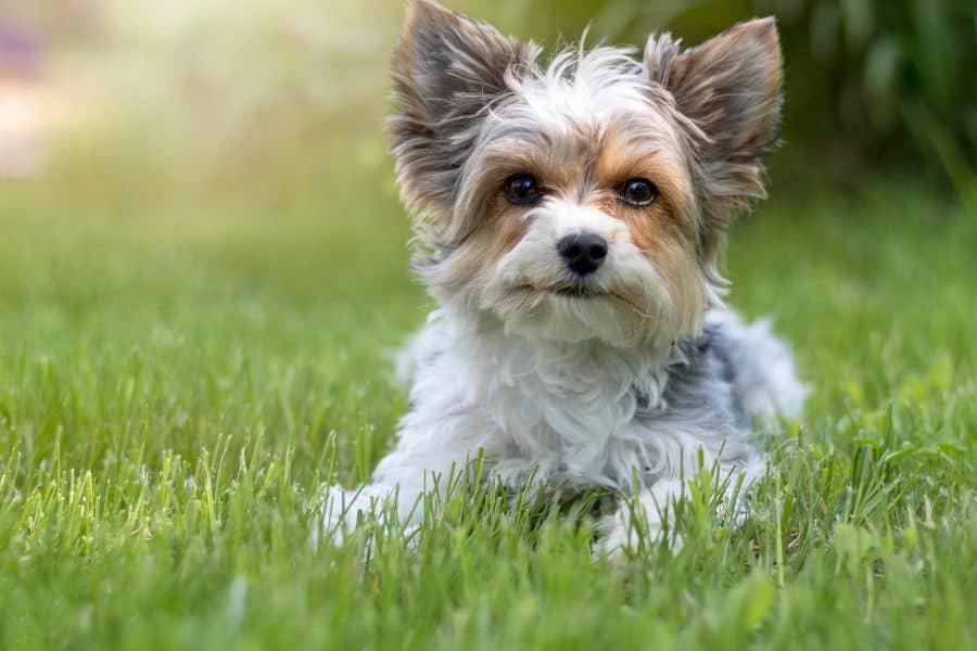 Biewer Yorkshire Terriers have white as the primary colors plus two additional colors. The Biewer Yorkie is also sometimes referred to as the Biewer Terrier.
