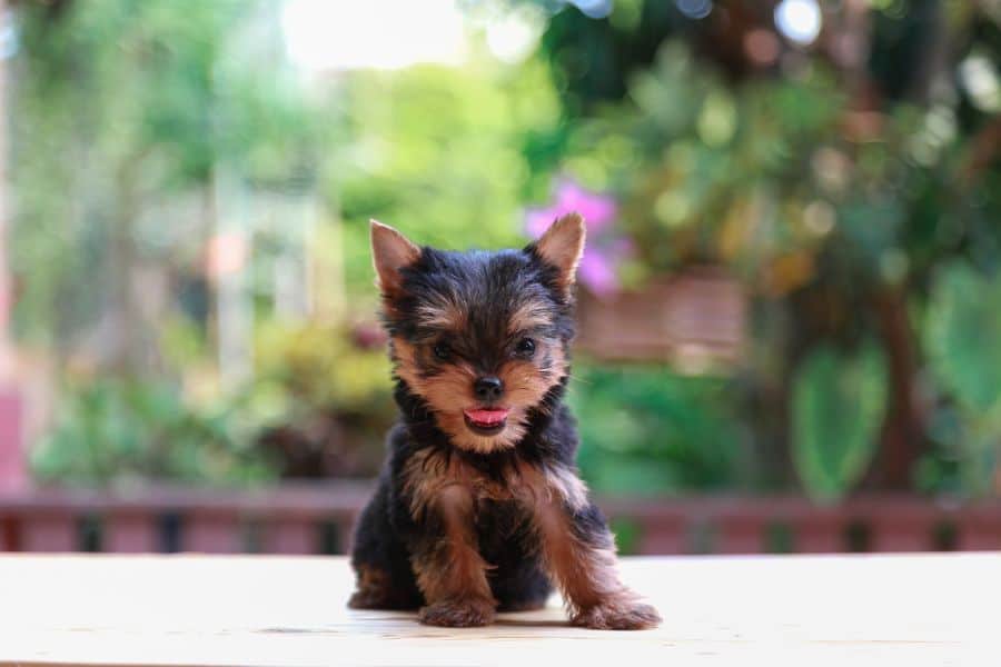 Teacup Yorkies are quite small, as is this adorable Teacup Yorkshire Terrier.
