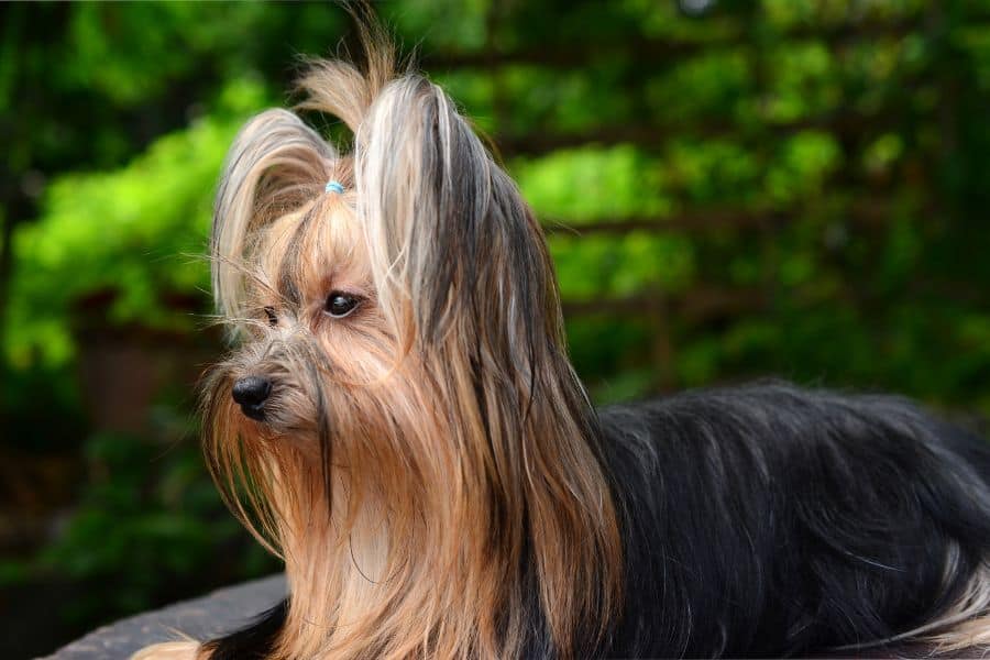 Original Yorkshire Terrier. This Yorkie, like all traditional, has 2 colors.