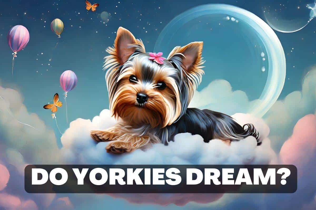 Do Yorkies dream? This yorkie is in dreamland, sitting atop a cloud with all of his favorite memories of the day surrounding him.
