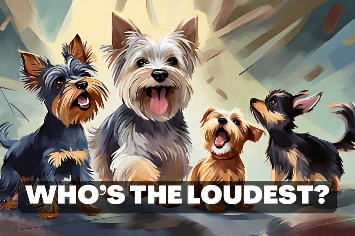 Who's the loudest terrier breed. Image shows multiple terrier breeds, including the yorkie. They are all barking and playing in their own way.