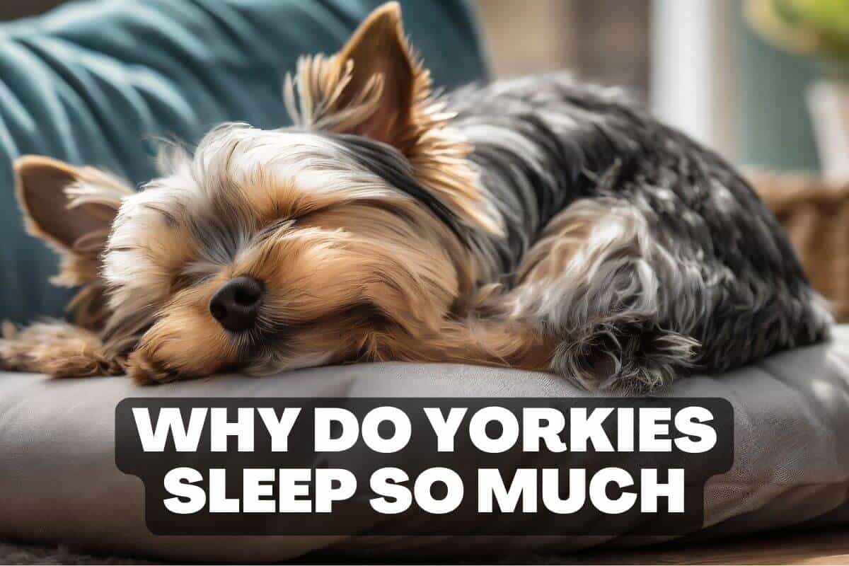 Why do Yorkies sleep so much. This adult Yorkie is curled up in a ball, sleeping in his dog bed.