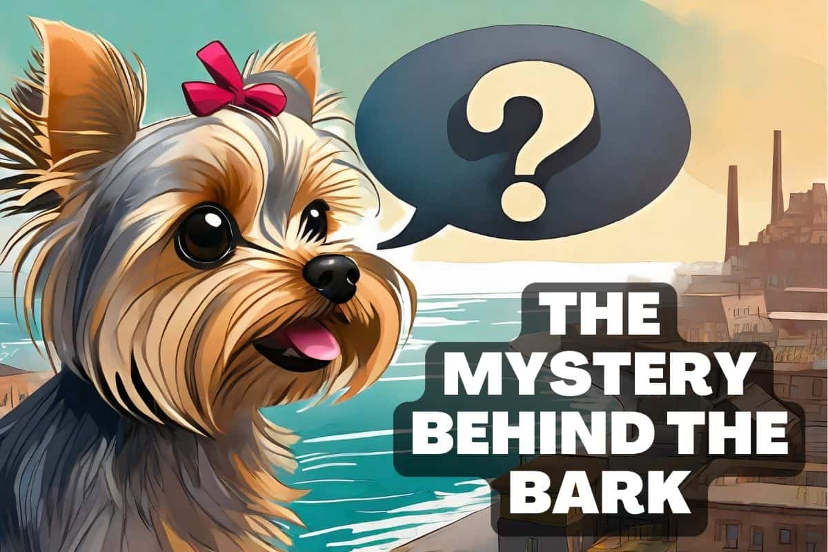 Yorkie barking - They mystery behind the bark.