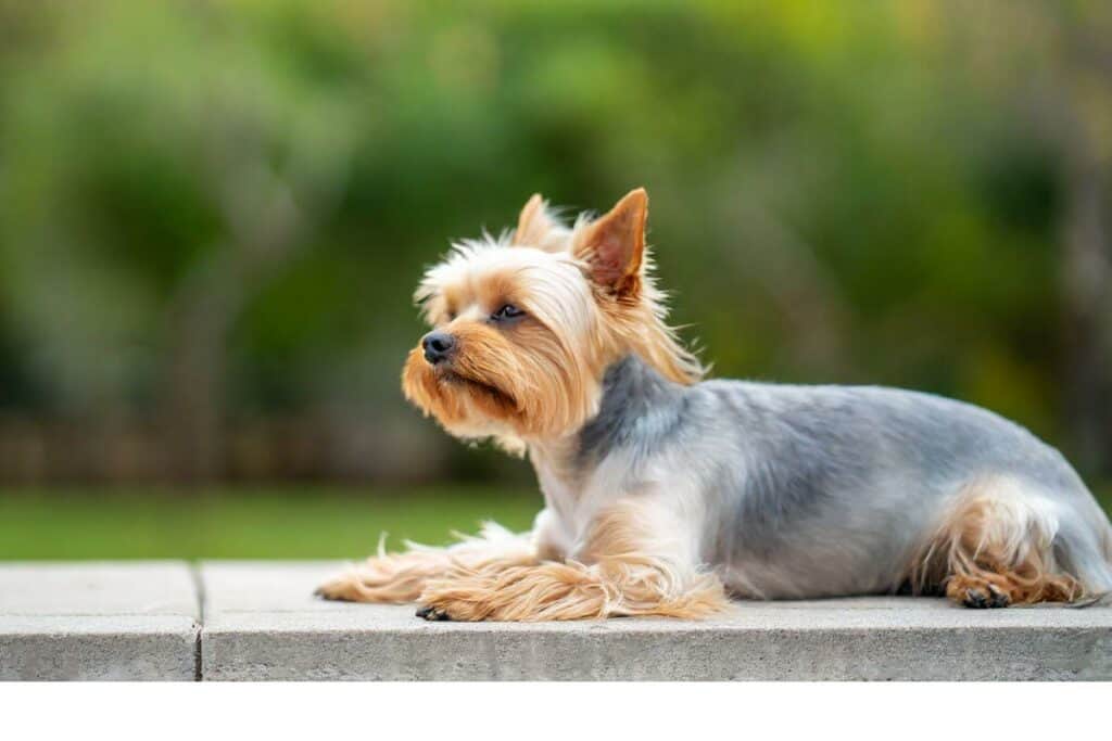 Yorkie is lying down on a sidewalk with a blurred out background of grass and trees.