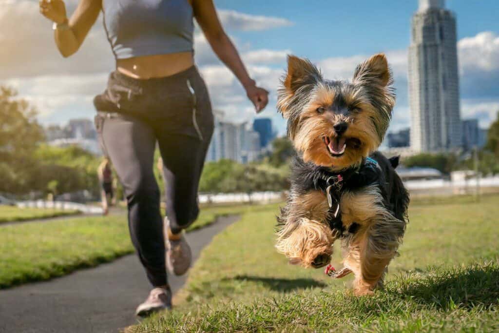 yorkie running with his owner.