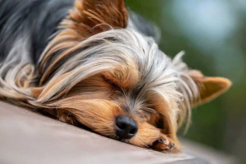 Yorkshire Terrier is sleeping and may be having a dream.